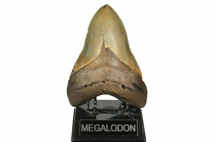 Serrated, Fossil Megalodon Tooth - North Carolina #192469